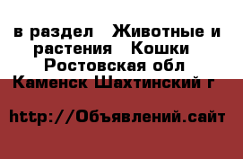  в раздел : Животные и растения » Кошки . Ростовская обл.,Каменск-Шахтинский г.